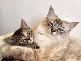 Britisch Langhaar-Kitten
