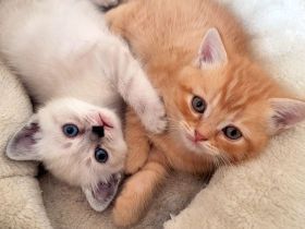 Britisch Langhaar-Kitten