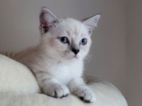 Britisch Langhaar-Kitten