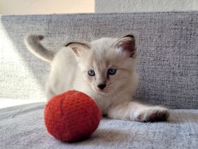 Bengal Kitten