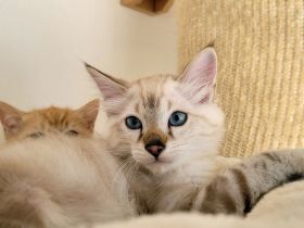 Bengal / Heilige Birma Kitten