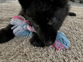 Husky-Hündin Luna