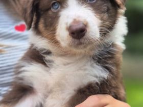 Australian Shepherd Welpen