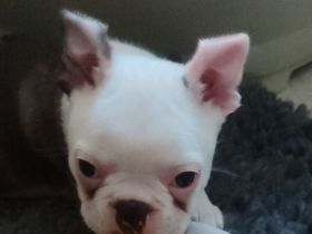 Zauberhafter Boston Terrier Rüde Welpe zu verkaufen
