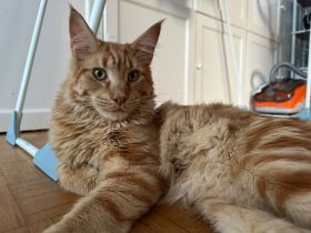 Maine Coon Rot