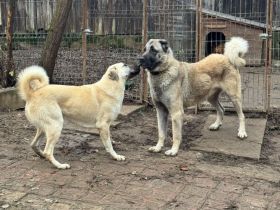 Kangal Welpen