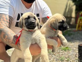 Kangal Welpen