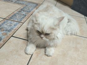 Chinchilla Perser Norwegische Waldkatze Mischung