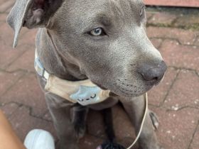 American bully Welpen 3 Monate alt