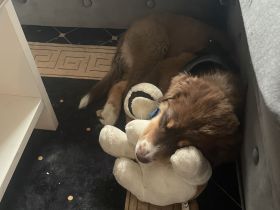 Aussie mix