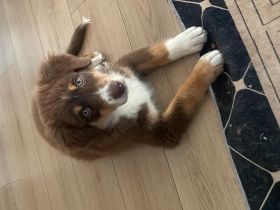 Aussie mix Welpe