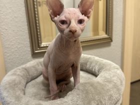 2 Sphynix Kitten