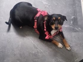 Zwergpinscher Mia