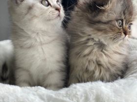 Super süße BKH MIX KITTEN WEIBLICH