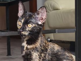 Bombay EK - Tortie/Tuxedo