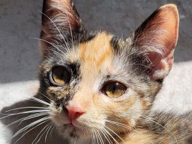 Bombay EK - Calico /Bombay EK/EL Norwegische Wildkatze Bicolor (Tuxedo) Mix