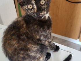 Bombay EK - Tortie/Tuxedo