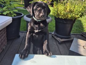 Labrador Mix Welpe sucht als letztes ein Zuhause