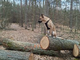 Odin sucht endlich eine  liebe Familie
