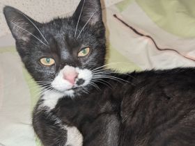 Baby-Katzen