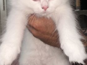 Britische langhaar Kitten