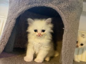Süße Kitten suchen ein liebevolles Zuhause