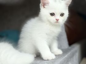 4 süße Kätzchen suchen ein liebevolles Zuhause 🐱🤍