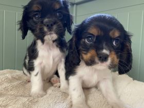 Cavalier Welpen