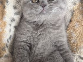 Britische Katzen