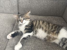 Charly,Simba,Sir Lanzelote sucht ein liebevolles Zuhause ( Maine Coon Mix)