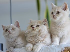 BKH & BLH Kitten mit Excellenten Stammbaum