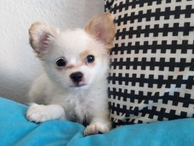 Papillon Chihuahua Welpen