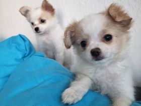 Papillon Chihuahua Welpen