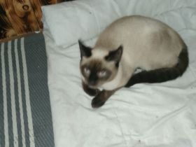 BKH Mischling Kater 🐾❤️