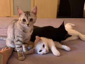 BKH Mix Kitten 16 Wochen