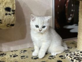 14 Wochen alte Kitten suchen ein Zuhause