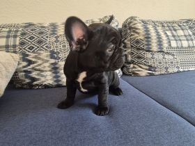 Französische Bulldog Welpen