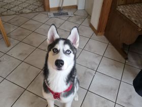 Sibirian husky 5 Monate