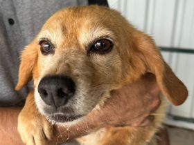 Cara, kleine, liebe Hundedame sucht ein warmes, fürsorgliches Für-Immer Plätzchen, 8J, 35 cm