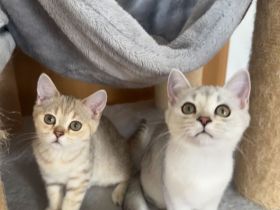 Wunderschöne Britisch Kurzhaar Kitten suchen ein liebevolles Zuhause