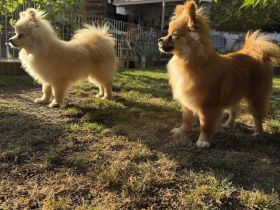 Zwei liebevoll aufgezogene Pomeranian-Welpen – Rüde & Hündin – geimpft & gechippt