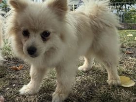 Pomeranian (Zwergspitz) Rüde liebevoll aufgezogen geimpft & gechippt, bereit für sein Zuhause