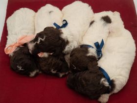 Lagotto Romagnolo Welpen, Wurf vom 10. September 2026, ENCI, Toskana