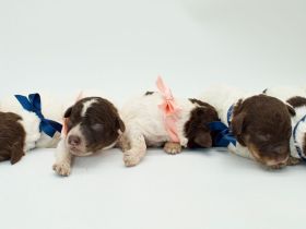 Lagotto Romagnolo Welpen, Wurf vom 17. Juli 2026, ENCI, Toskana