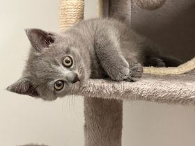 🐱 Zwei Katzenmädchen suchen ein liebevolles Zuhause ❤️