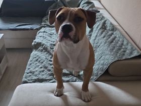 Liebe Amstaff - Bullterrier - Mix - Hündin sucht ein neues Zuhause