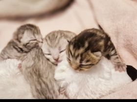 Zuckersüße BKH/BLH kitten in besonderen Farben
