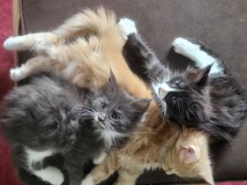 Maine Coon Kitten (reinrassig)