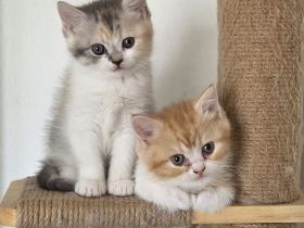 Bkh/Blh Kitten abzugeben