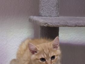 🐱 Wunderschöner British Shorthair Kater – Golden Shaded – sucht ein liebevolles Zuhause ❤️